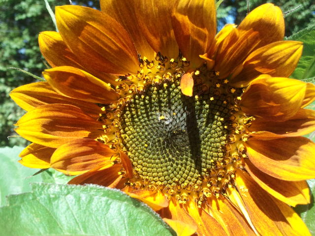 Quilts By Taylor/ Placing Order with Quilts By Taylor/ Beautiful sunflower